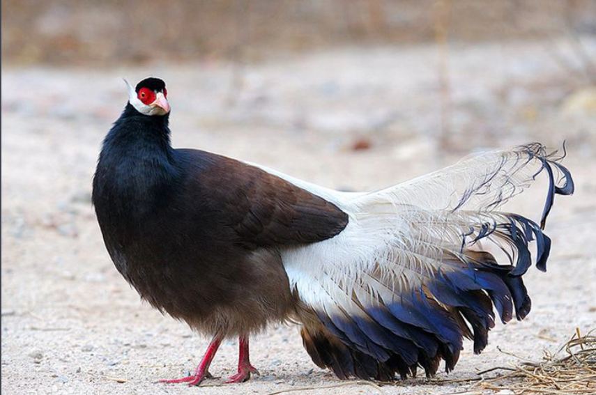 亚洲精品无码高潮喷水A片小说